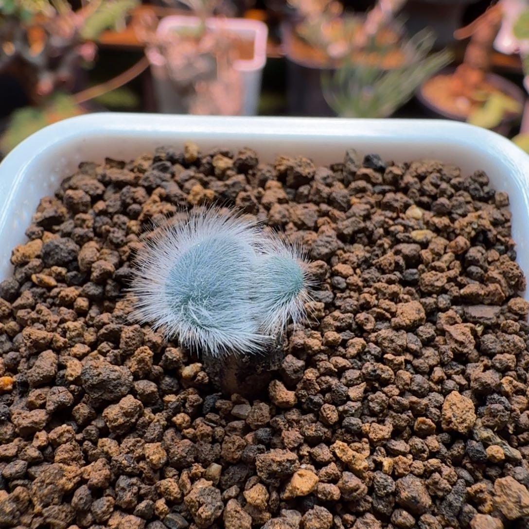 毛叶石蒜238 仙人掌