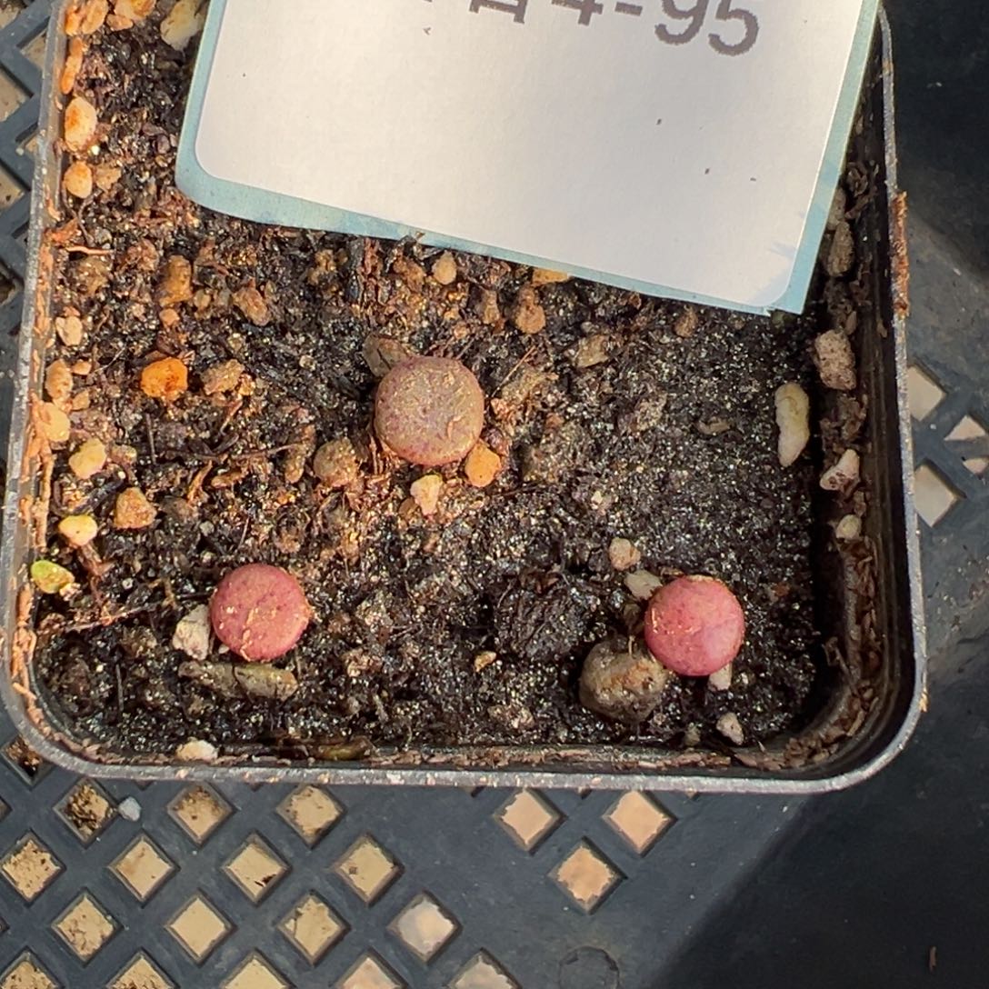 4-95金币纽扣多肉植物