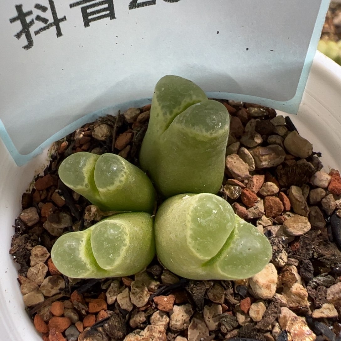 26-90肉锥多肉植物，