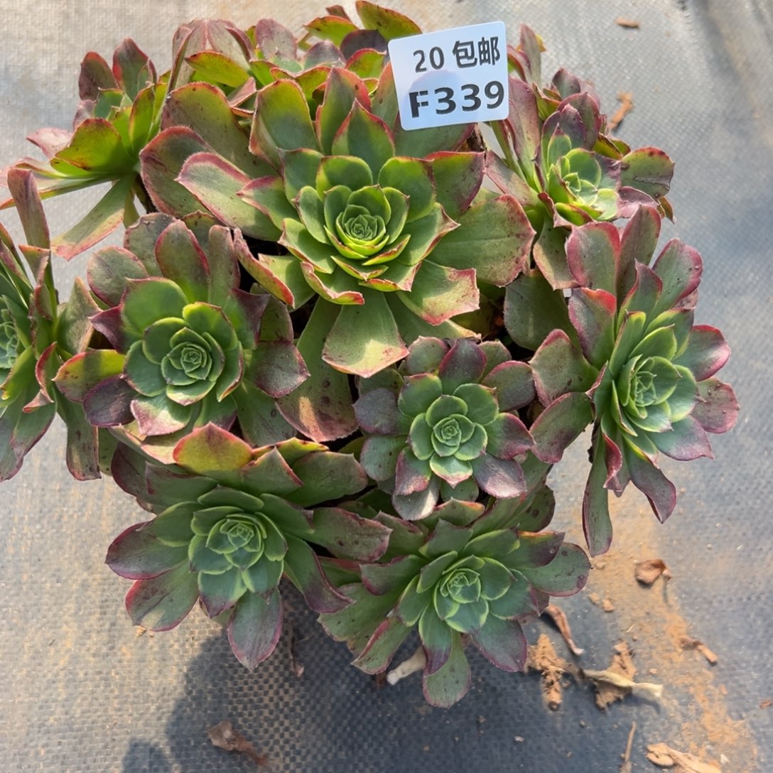 339奶白，多肉法师