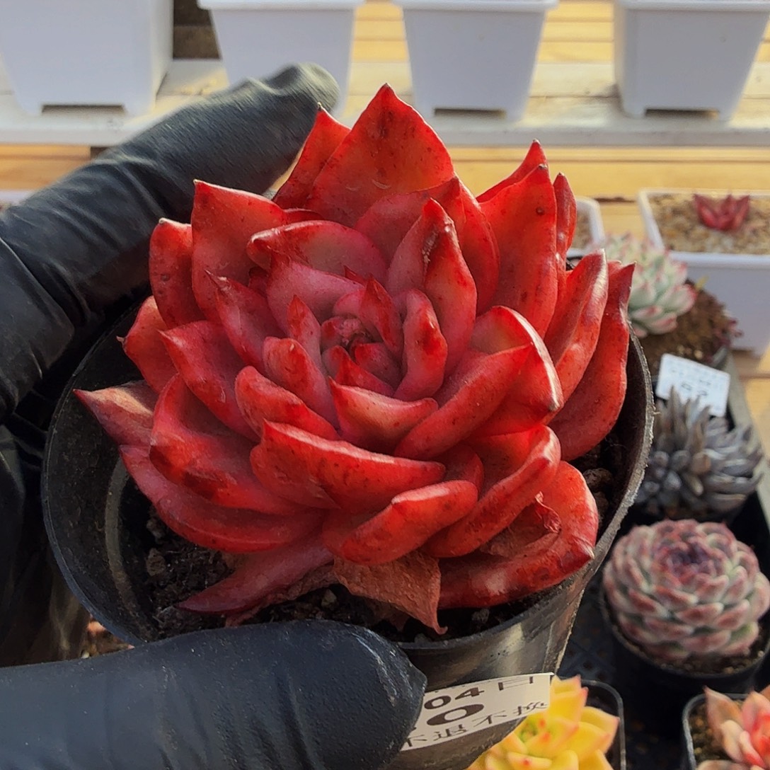 0104-60吉赛尔石化锦