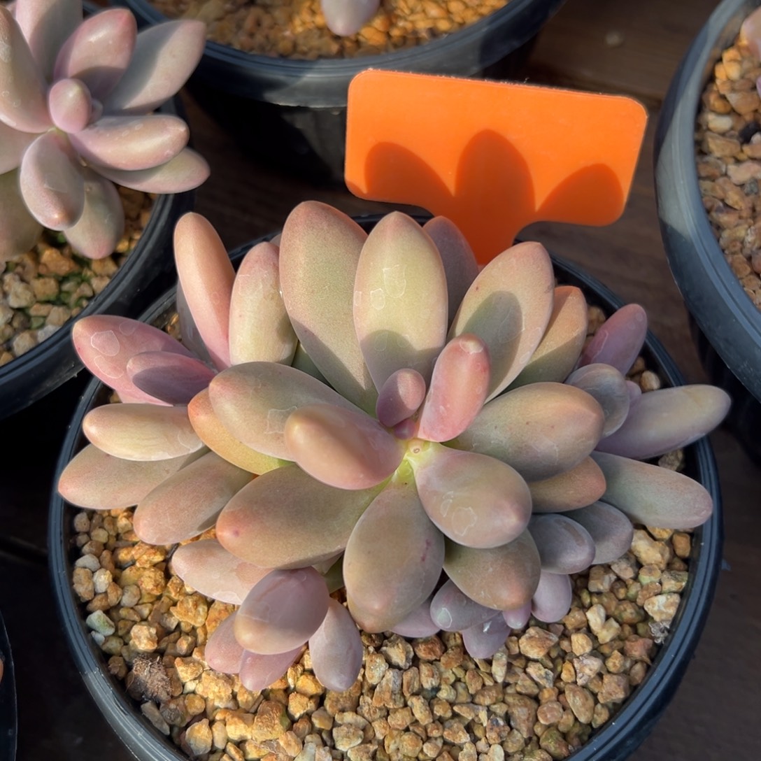 糖果美人111111111111111