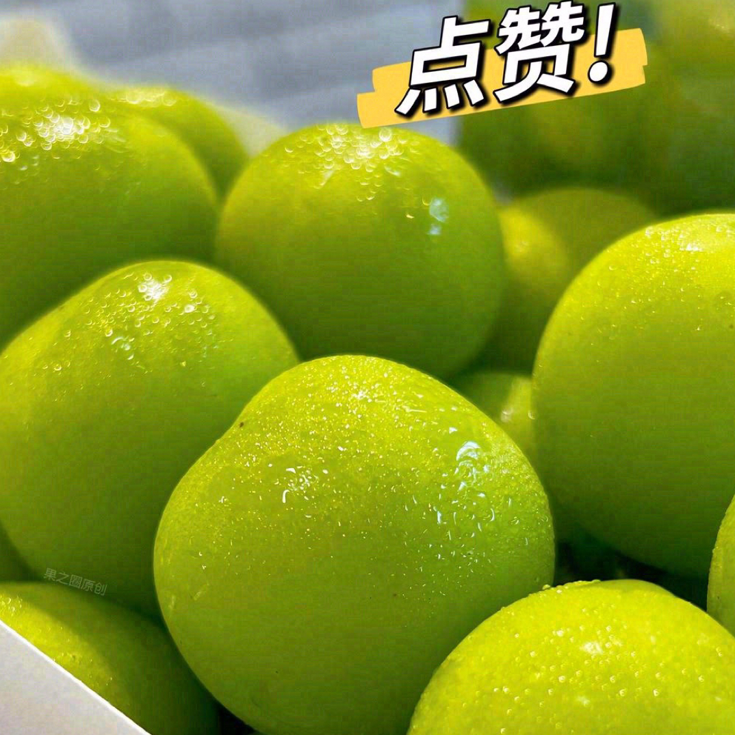 晴王葡萄阳光玫瑰云南省