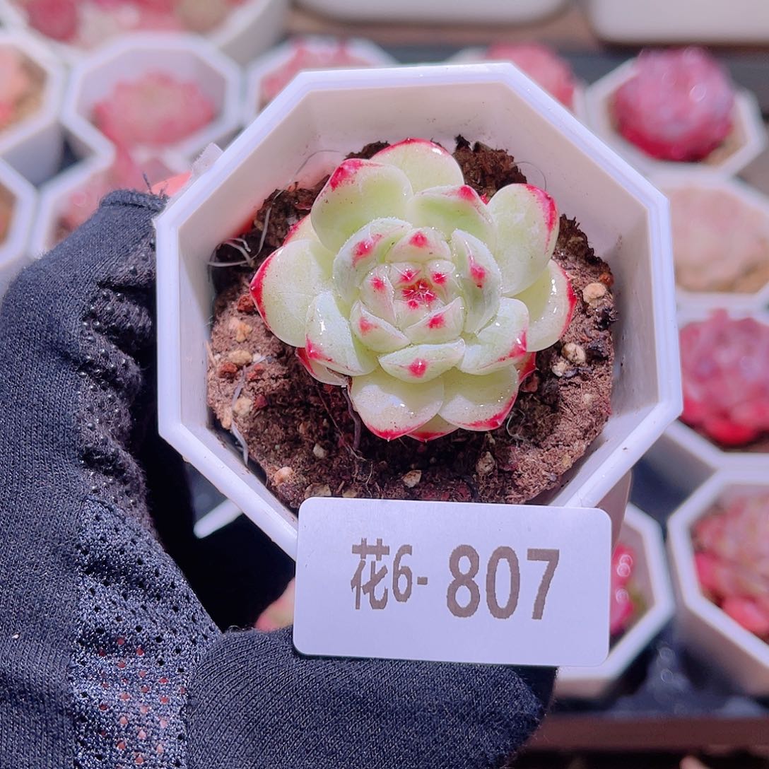 花利美6-807精选糖心