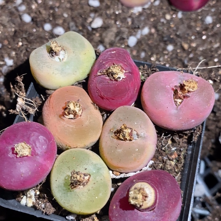 26258一组一组一组