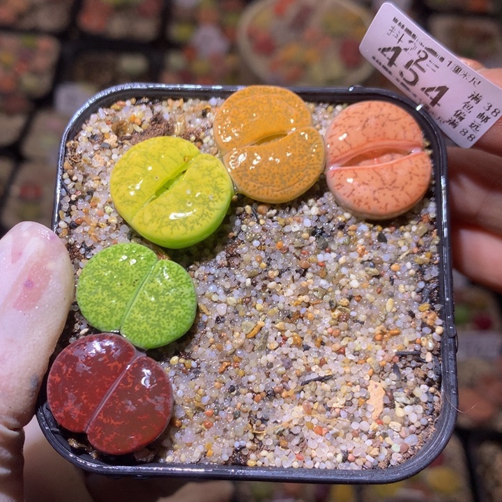 精品生生花29.454