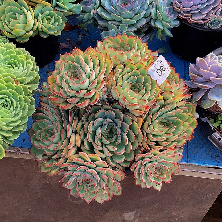 雨***声      荷花多肉 ，03052