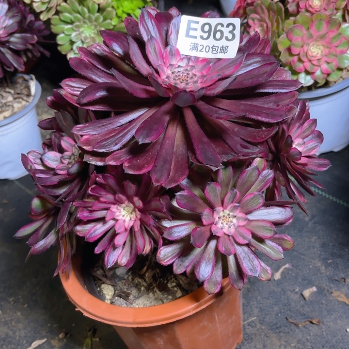 瑞妈一物一拍 963