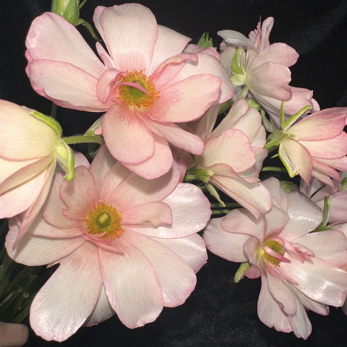 爬坡基地蝴蝶洋牡丹单瓣水蜜桃