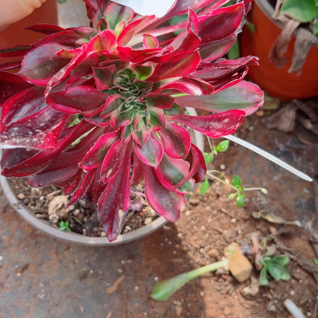 我1338 号多肉法师新年特价