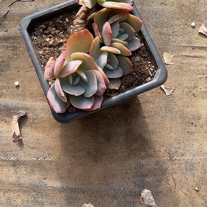 白凤血凤一物一拍