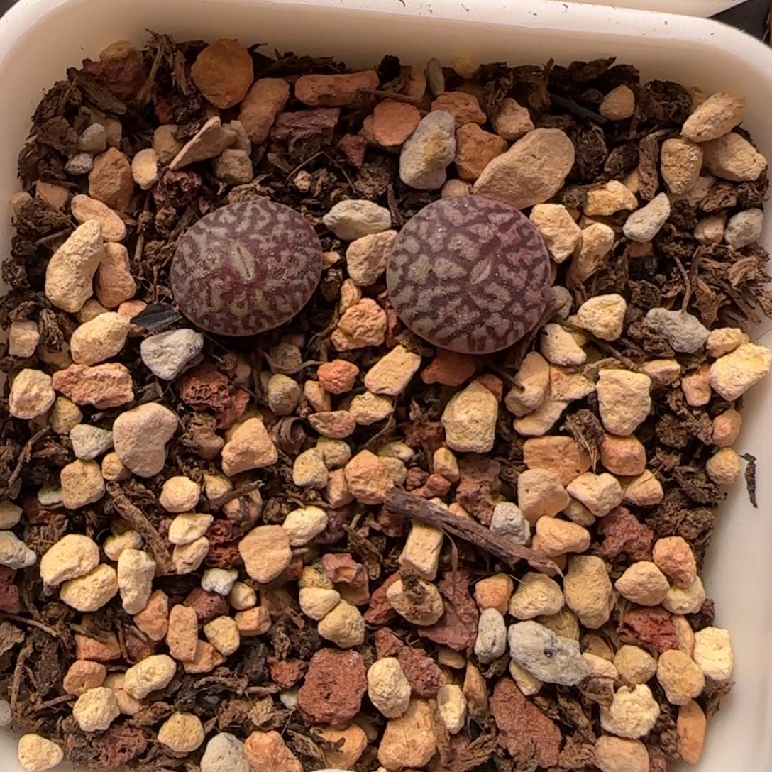 墨小锥多肉植物2棵