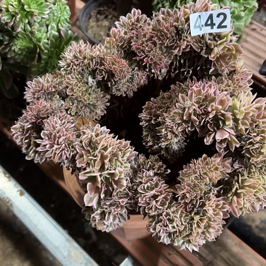 梅***一颗多肉法师植物 442