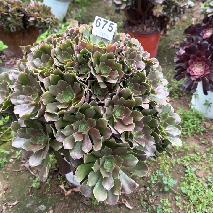 675。                      