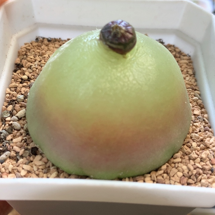 超大灯泡 肉锥植物