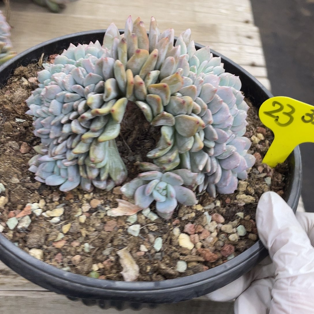 23号-实生星影缀化