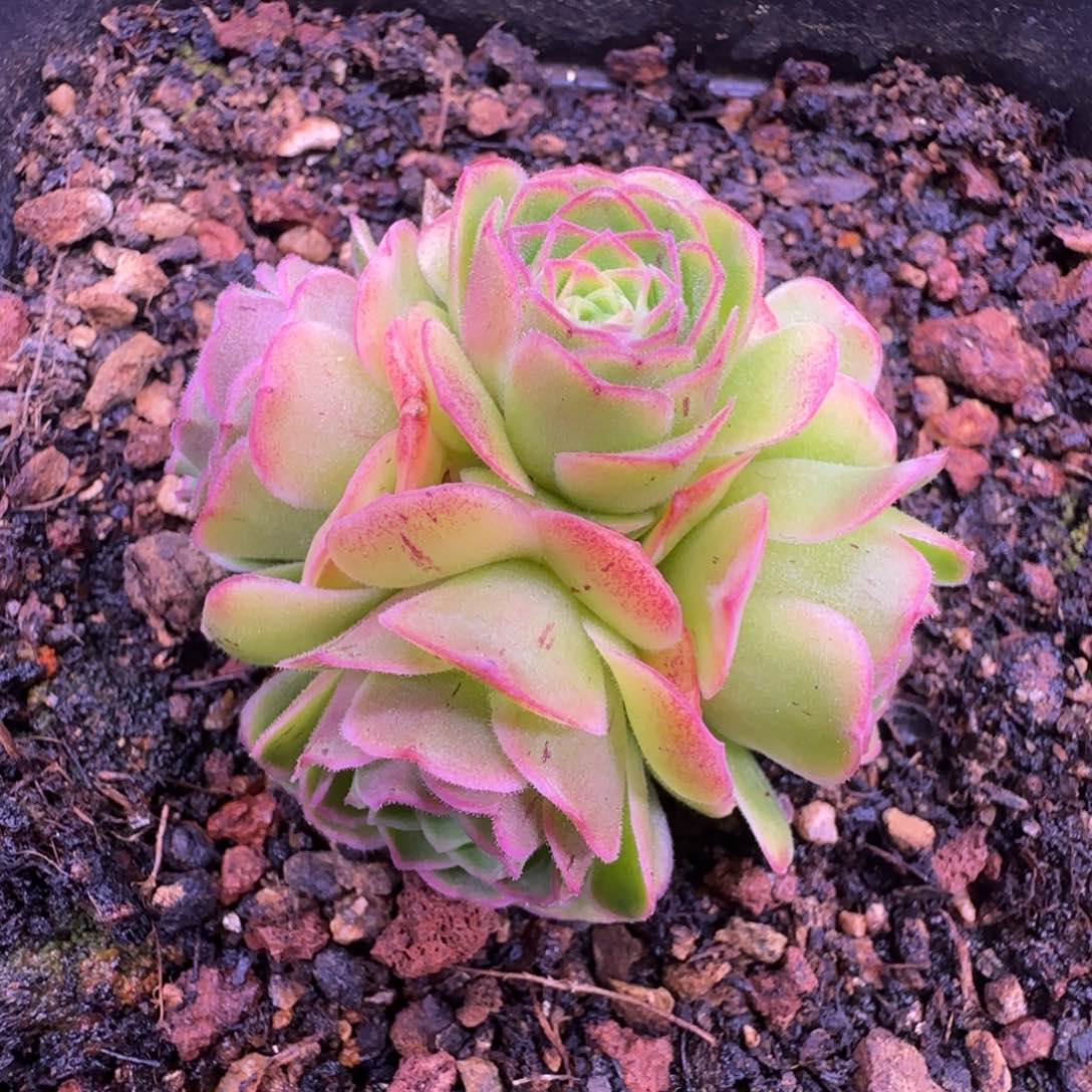 Y744半城玫瑰金色梦影