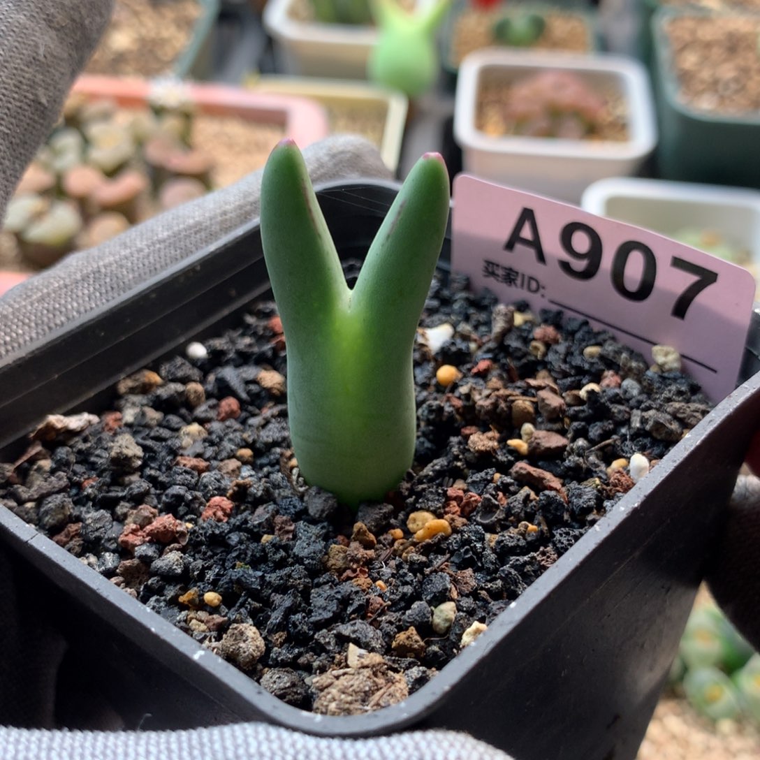 a907皮卡丘母本一颗