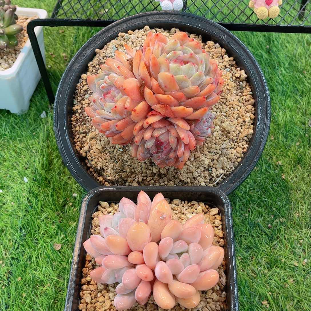 福利组合橙梦露和香水多肉