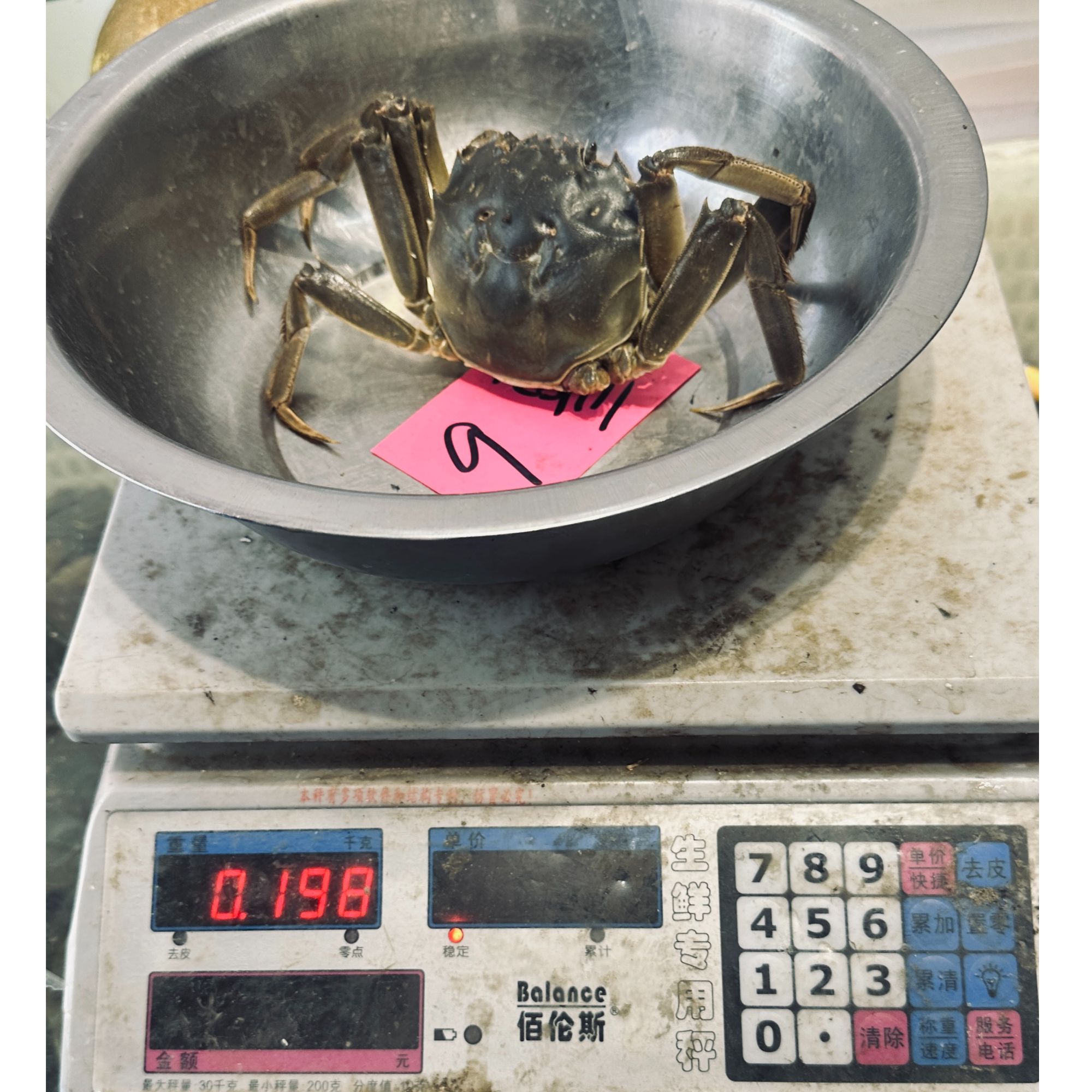 红膏蟹（母公4两）各2只