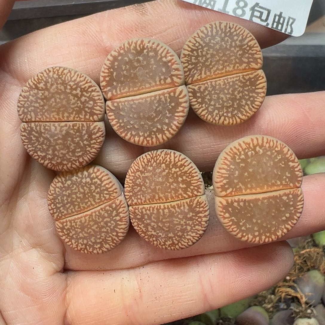 【闪购商品】184……