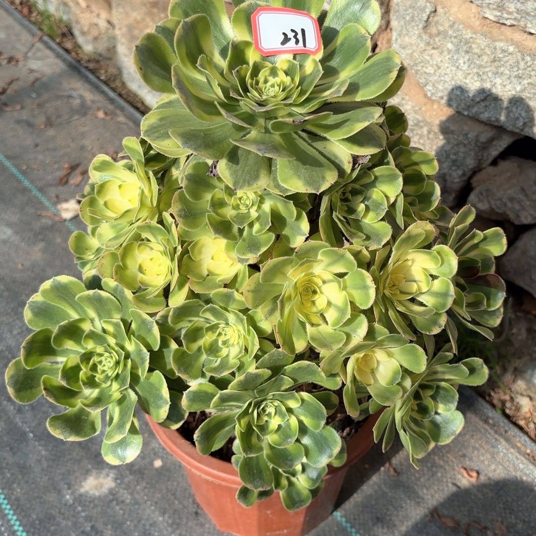 全部花朵231白兰地多肉植物