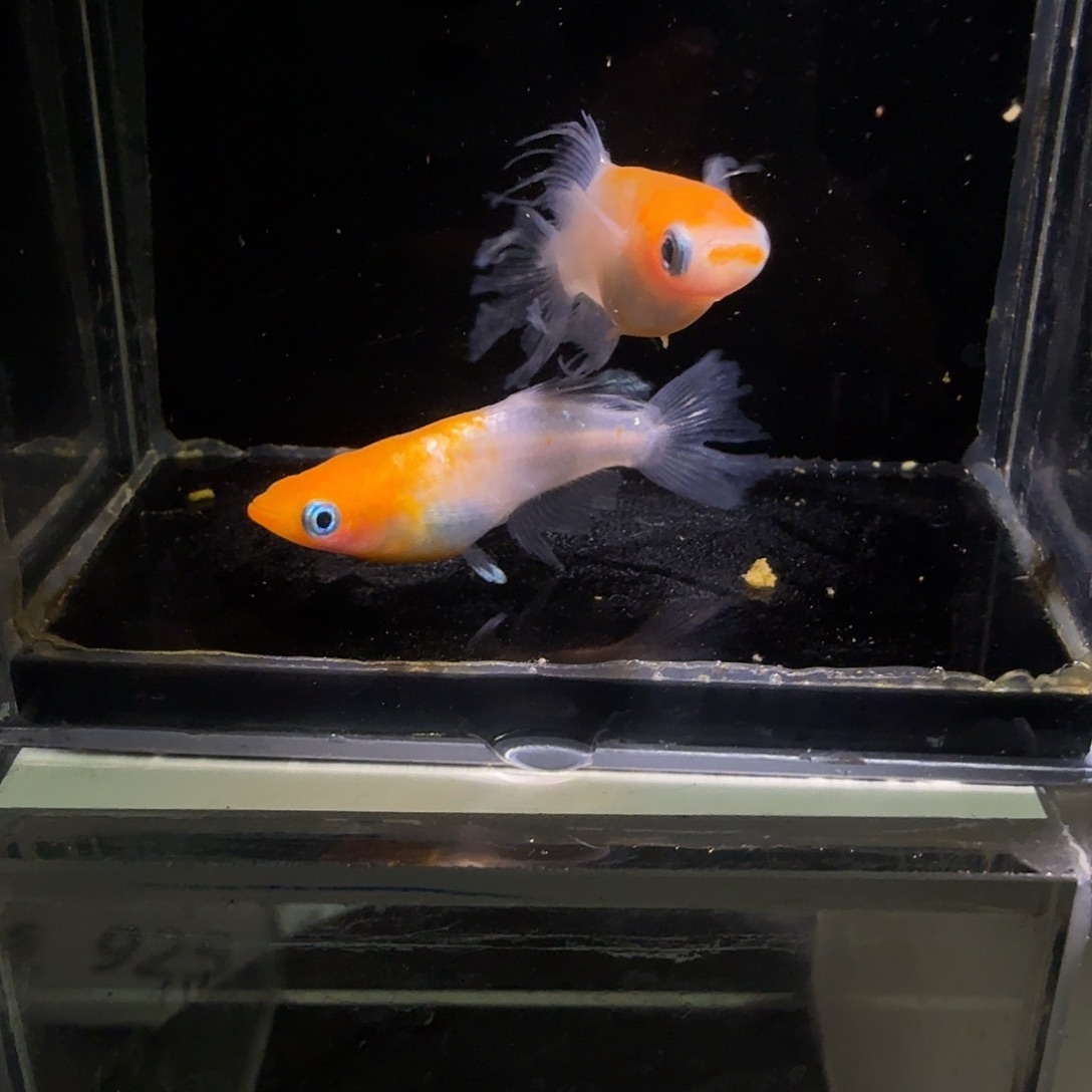 青鳉鱼一物一拍925