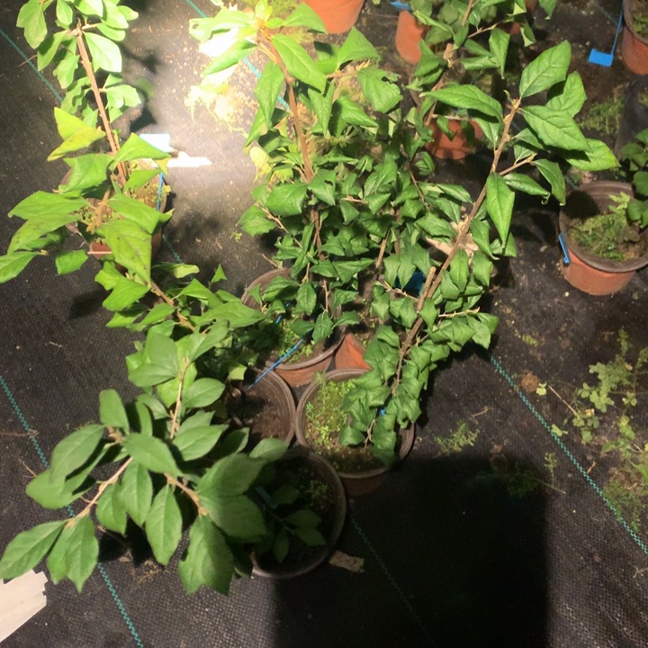 完全开放红鹤嫁接苗38.8