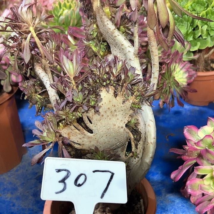 多肉植物黑法师缀不售后