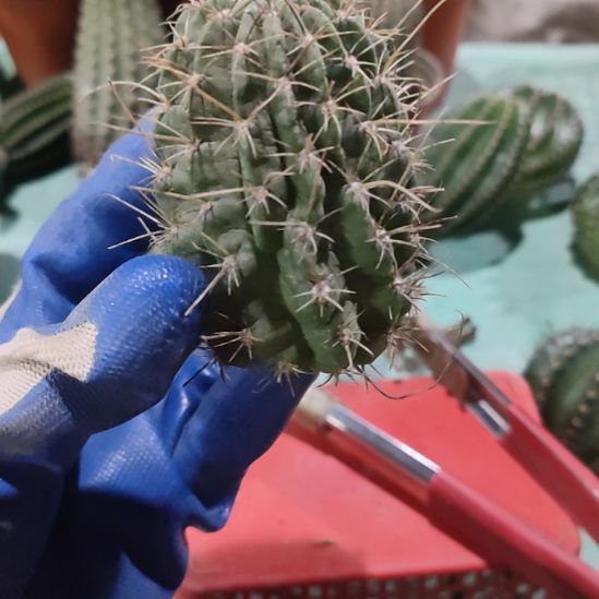 仙人球红喉无花色侧芽福利