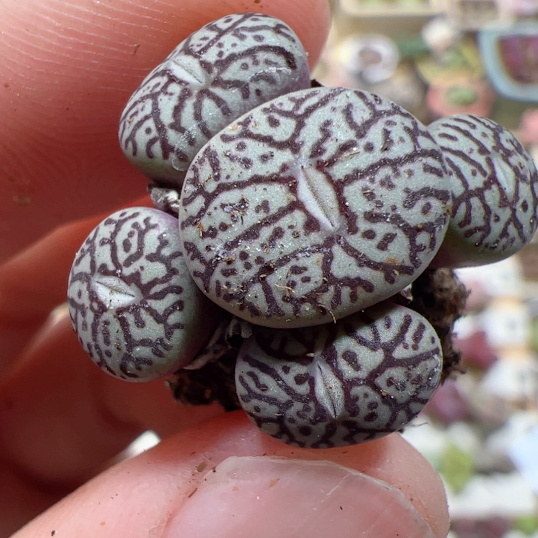 【闪购商品】308 超墨