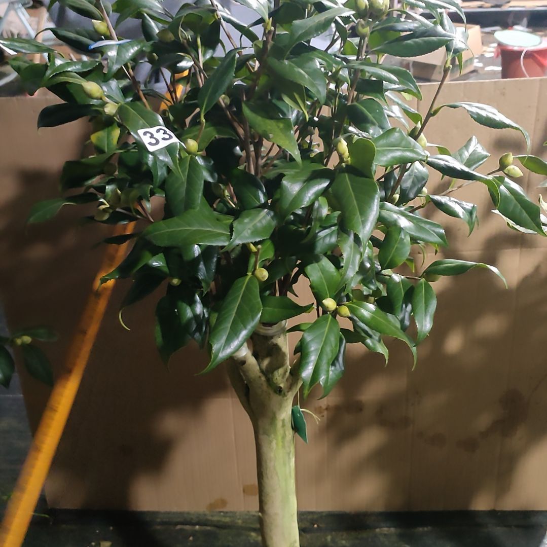 338不知名，原盆原土发货了