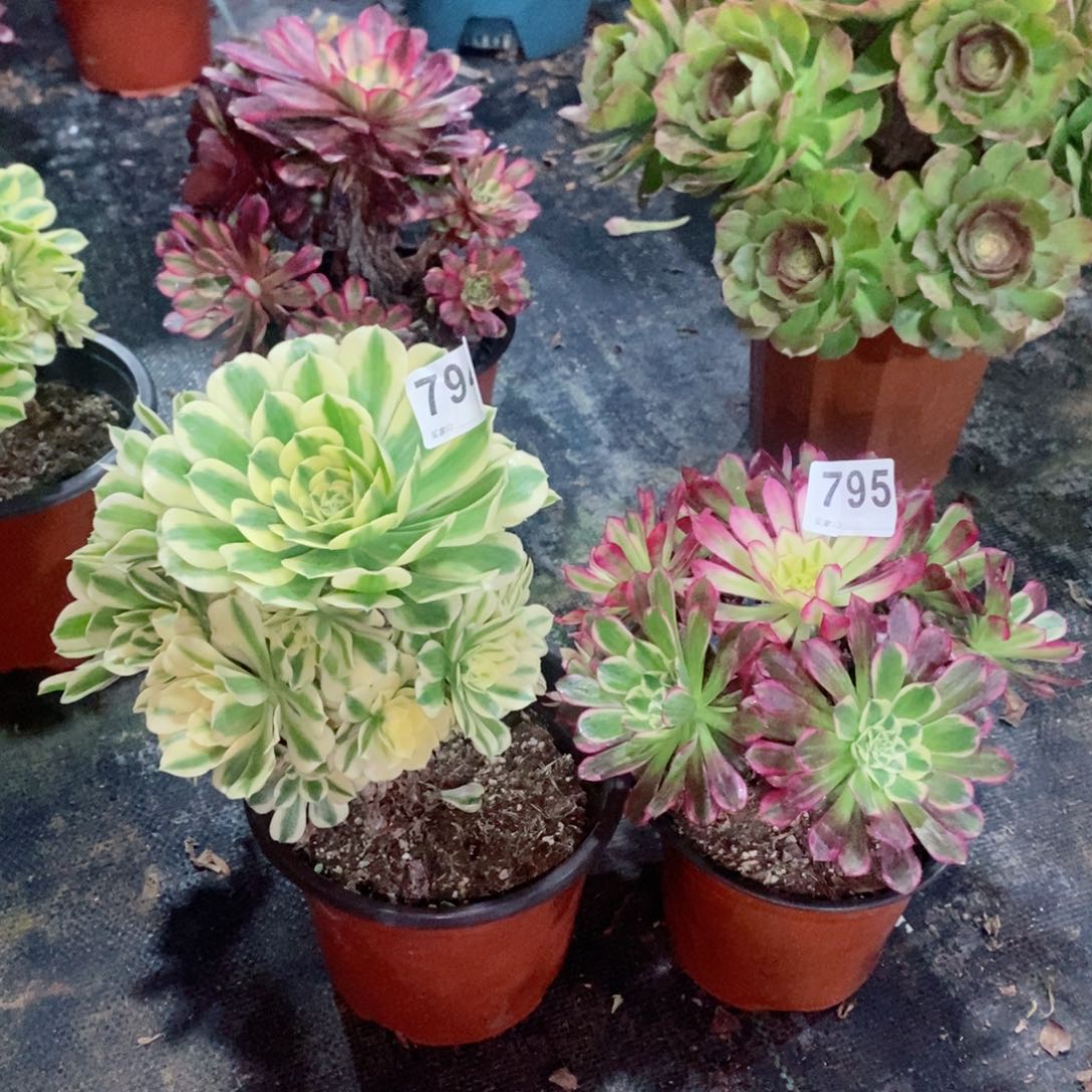 组合794795多肉1111