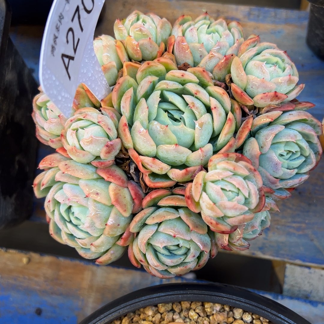 贝瑞，，，，，，，，，，，，，，，，，