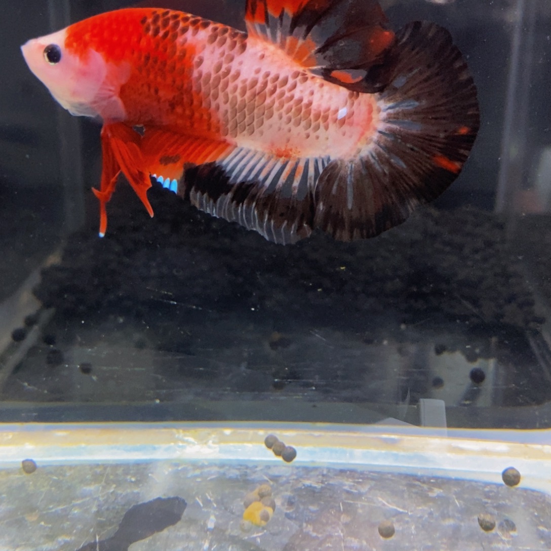 斗鱼323巨斗111111