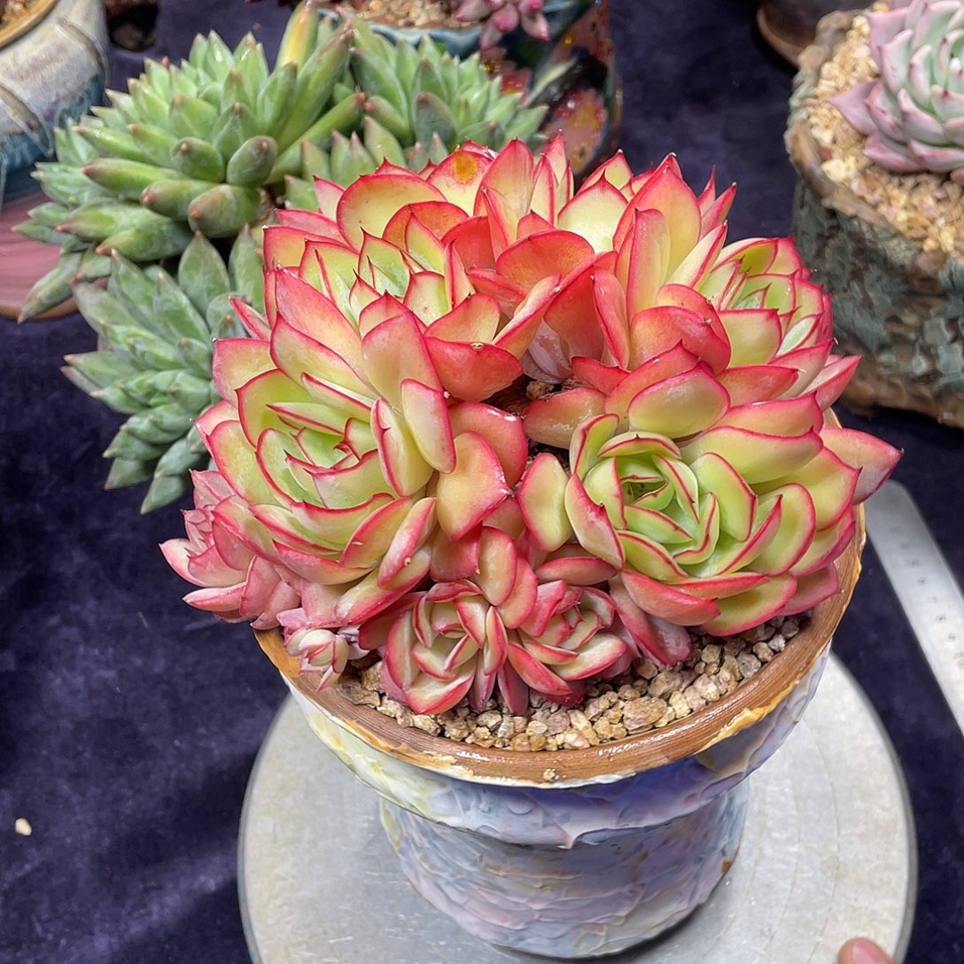 多肉植物脱土包邮