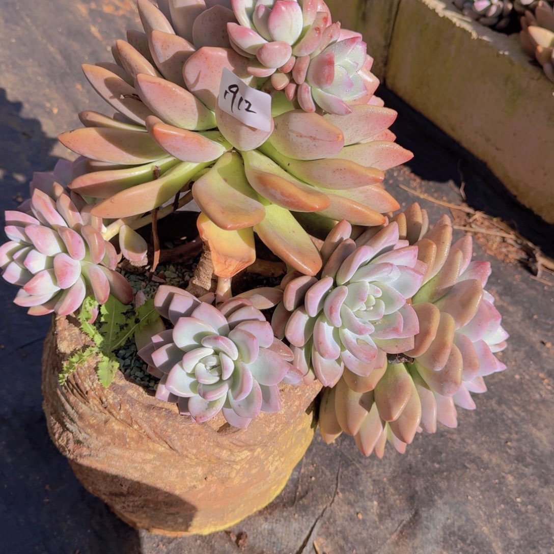 爽****1912奥普物流到付