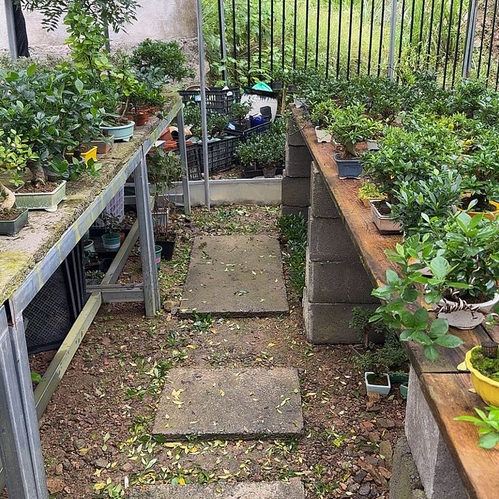 完全开放茶台小品盆景