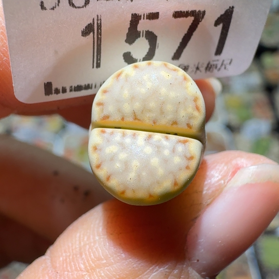 肥***咩Ssss好看的便宜了1571