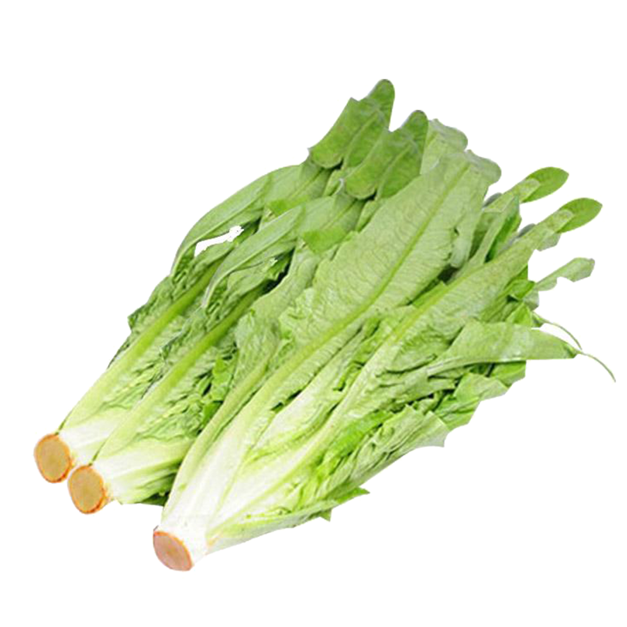 新鲜油麦菜500克/份油麦菜
