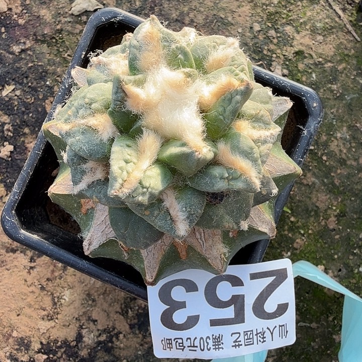 无花朵253卷叶中筋龟甲东八