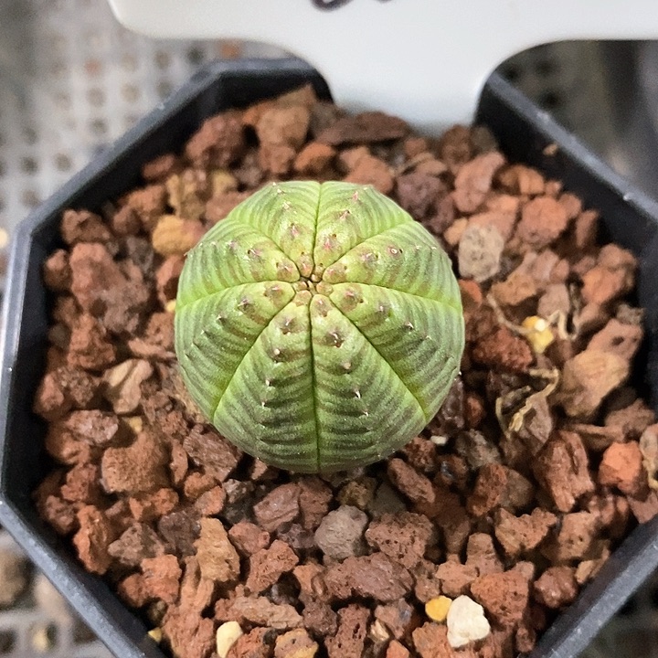 孤品实生纹路看的布纹球2.7cm66号仙人球