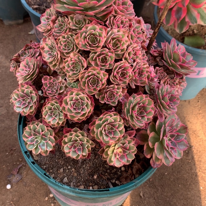 017云荷多肉植物特价