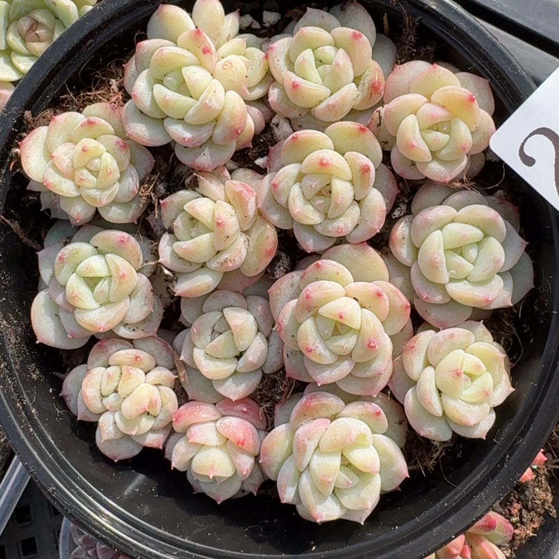 多肉植物多肉植物245