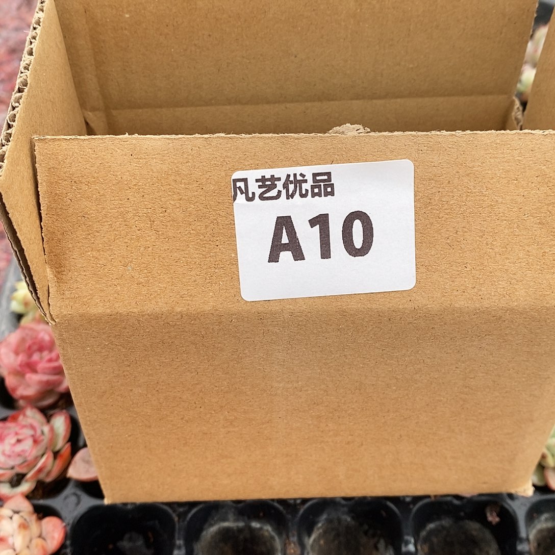 一物一拍多肉植物一箱