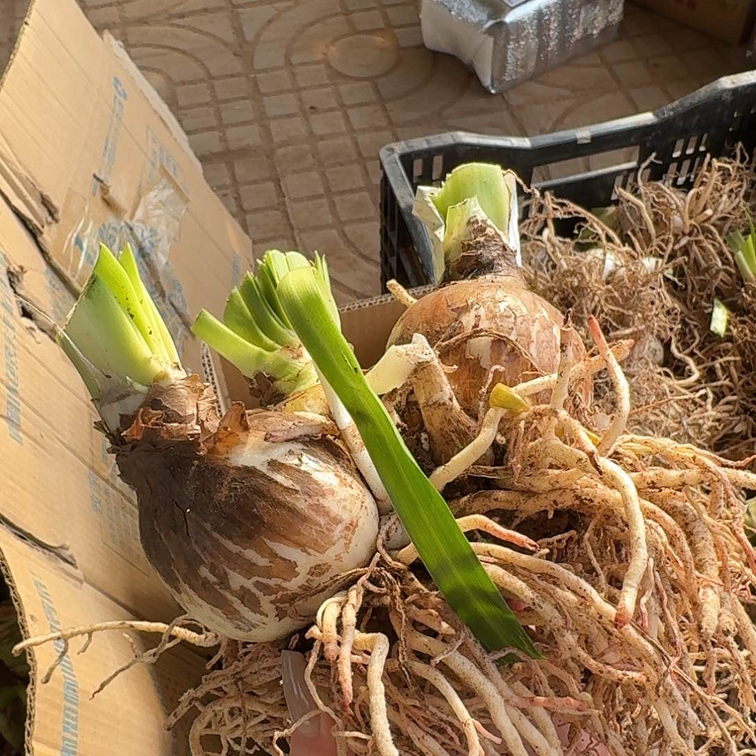 白勒鬼魅3号多胞胎