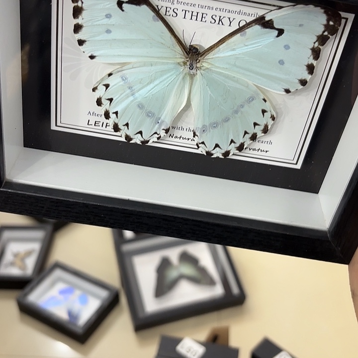 高****蝴蝶标本定制053@