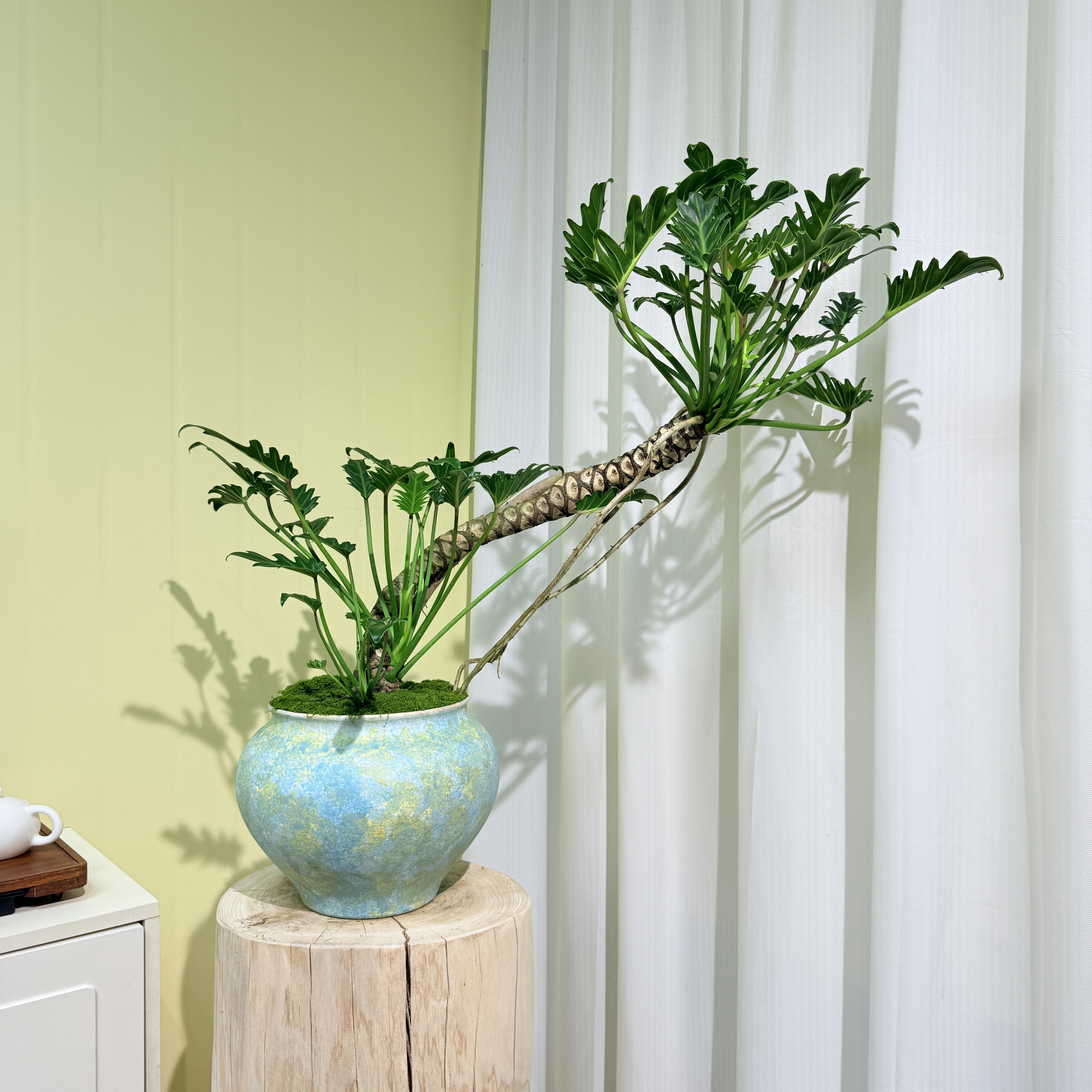 室内耐阴好养的龙鳞小天使老桩绿植盆景，增添家居空间高级禅意感。