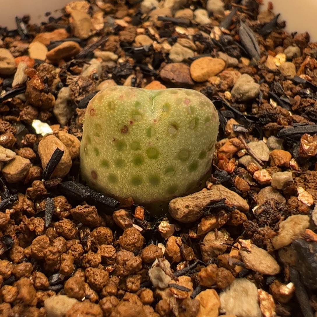 016多肉植物组合