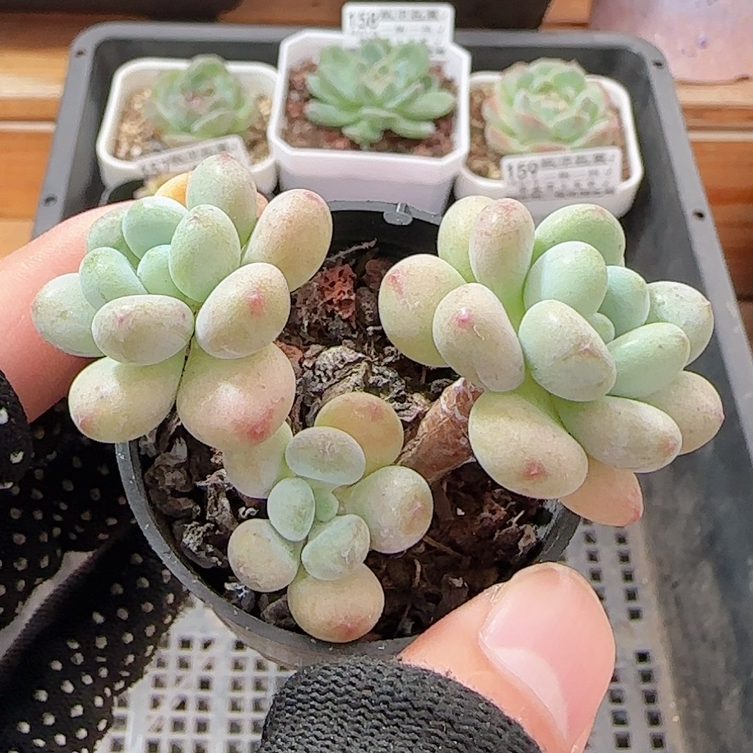 多肉1001--162鱼子酱小老桩